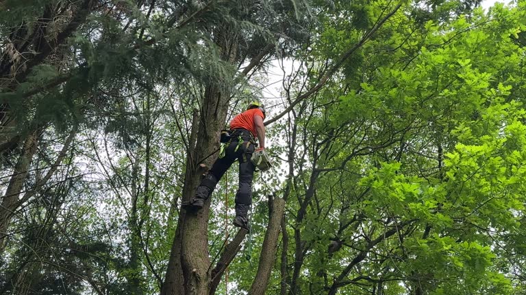 Tree and Shrub Care in Oak Grove, TN